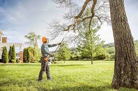 Best Tree Cabling and Bracing  in Matheny, CA